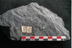 Foto (Detailansicht) von Sigillaria sp.  (NHMW-GEO-2024-0188-11096)